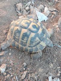 Tartaruga di terra