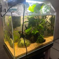 Acquario ADA COMPLETO