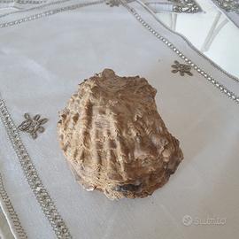 Ostrica fossile in eccezionale condizione