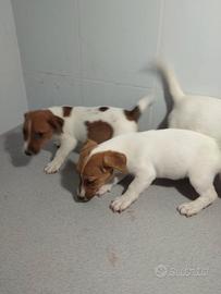 Jack russell cuccioli bicolor