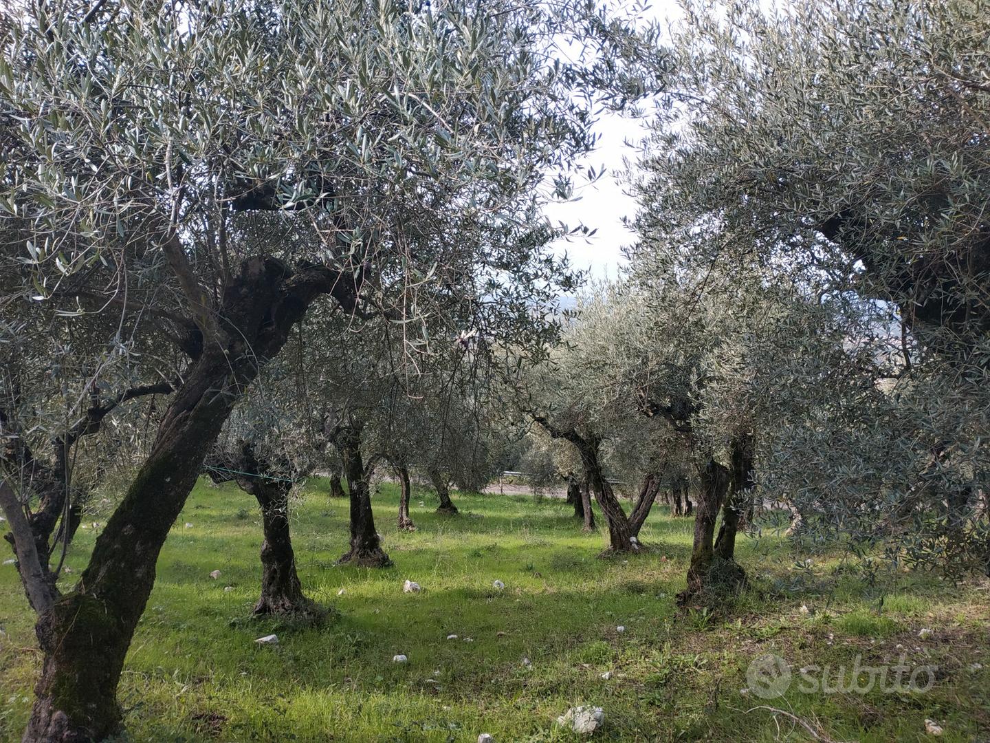 Magazzino C2 eTerreno Agricolo Uliveto 3.1 Ettari - Vista 3