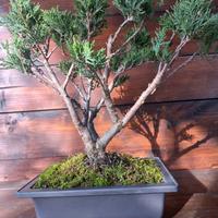 Bonsai di ginepro