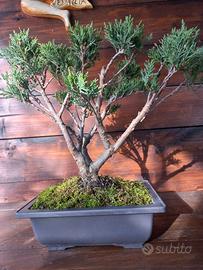 Bonsai di ginepro