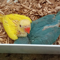 Pulli di parrochetto dal collare