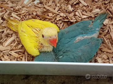 Pulli di parrochetto dal collare