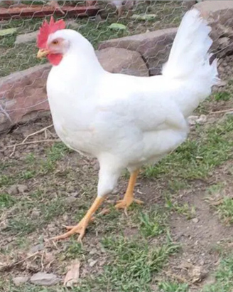Galline ovaiole