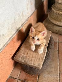 Gattini maschio e femmina