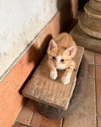 Gattini maschio e femmina