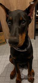 Dobermann Mashio