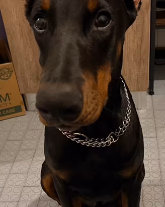 Dobermann Mashio