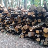 Legna di castagno