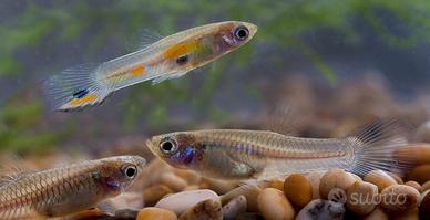 Ultimi guppy