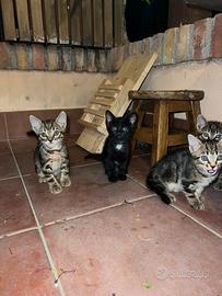 Gatti 3 mesi