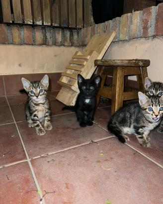 Gatti 3 mesi