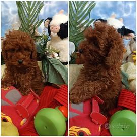 Cuccioli Ricciolini Barboncini Taglia Toy