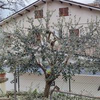 Pulizia e manutenzione del verde
