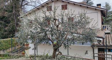 Pulizia e manutenzione del verde