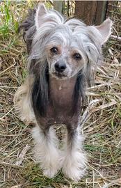 Chinese crested dog