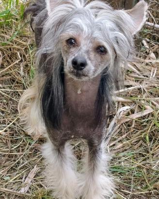 Chinese crested dog