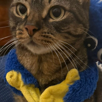 Gatto molto dolce e intelligente