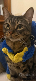 Gatto molto dolce e intelligente