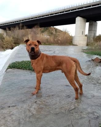 Pitbull da monta