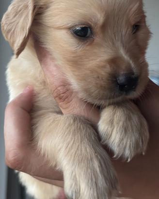 Golden retriver