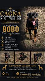 Femmina Rottweiler per accoppiamento