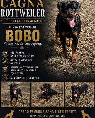 Femmina Rottweiler per accoppiamento