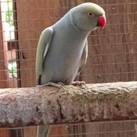 Parrocchetti dal collare