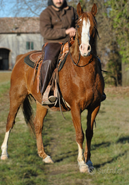 Cavallo Castrone per tutti