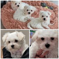 Cucciolata maltese maschi e femmine