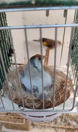 Coppia cardellini opale