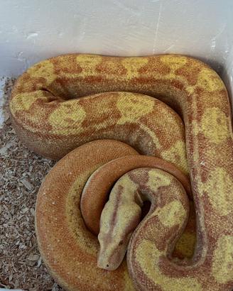 Boa constrictor
