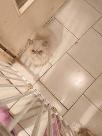 Gatto persiano maschio color cream