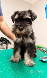 Cuccioli schnauzer nano nero argento