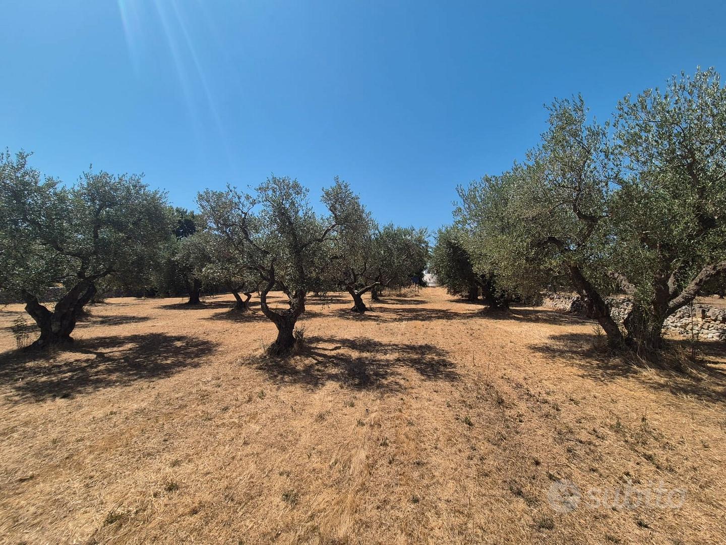 C.da Montetessa, trullo da ristrutturare e terreno - Vista 5