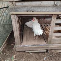 Gallo e gallina coppia incrocio padovana/livornese