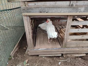 Gallo e gallina coppia incrocio padovana/livornese
