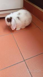 animale coniglio 
