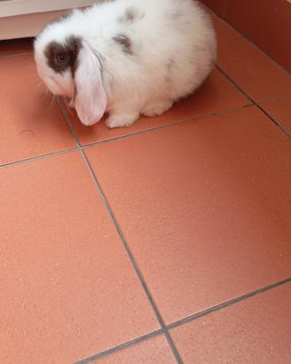 animale coniglio 