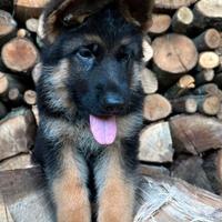 Cuccioli pastore tedesco FEMMINA