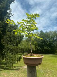 Bonsai