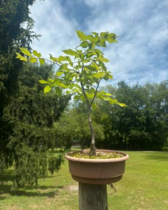 Bonsai