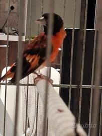 Cardinalino