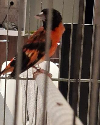 Cardinalino