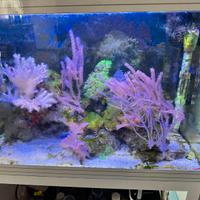 Acquario  Askoll l 70 litri