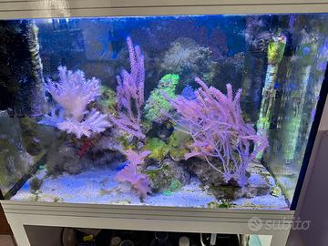 Acquario  Askoll l 70 litri