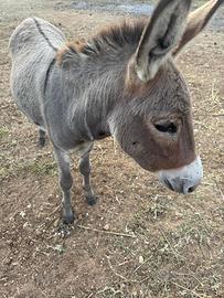 Coppia di Asini Sardi