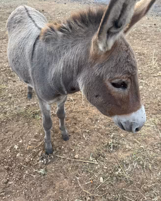 Coppia di Asini Sardi